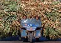Chinese Farmers Versus Barley